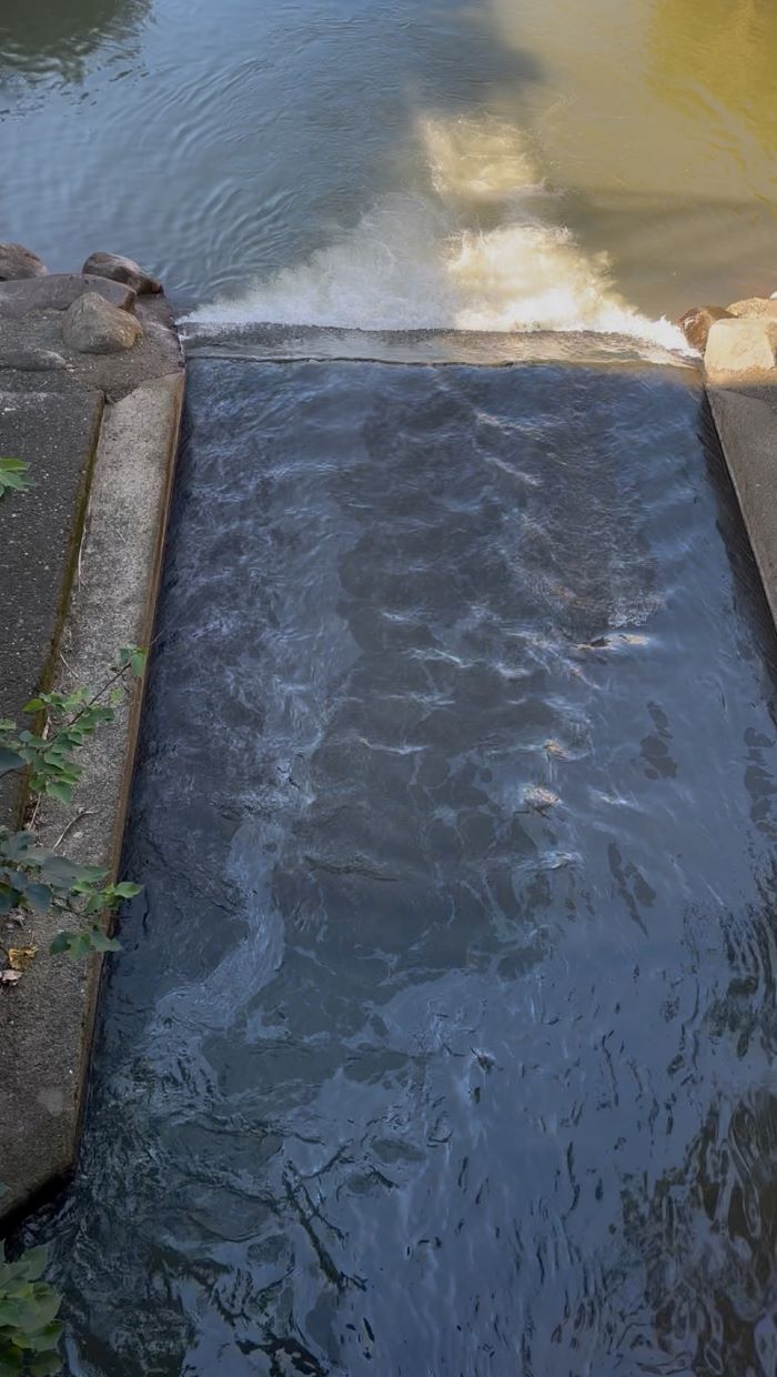 《圖說》水面浮有明顯油污且散發濃厚油氣味。〈環保局提供〉