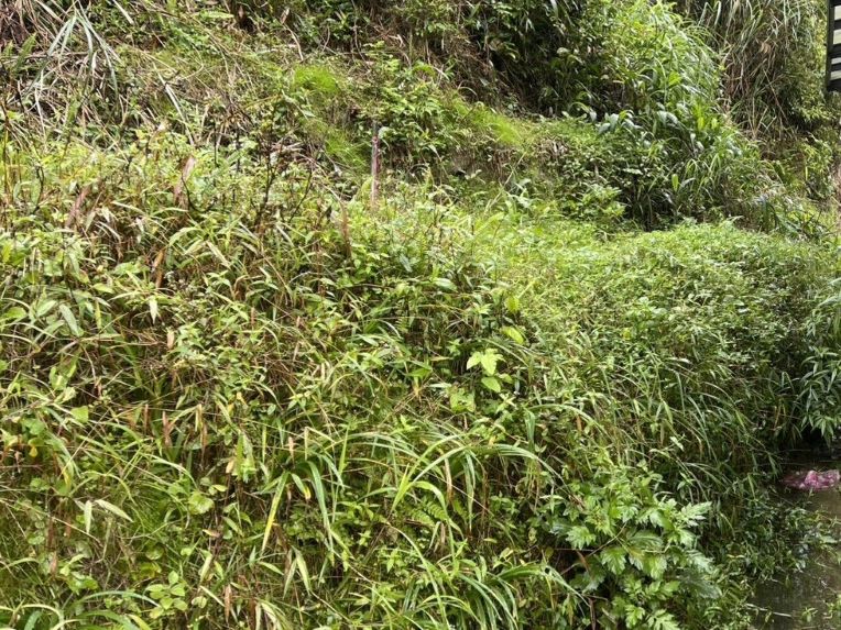 《圖說》坪林區山坡地違規設置擋土牆,經新北市限期改正後已拆除擋土牆並植生覆蓋改正。〈農業局提供〉